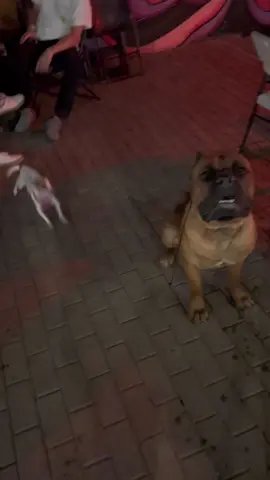 Chihuahua attacks Cane Corso 😯 😡! #paclovethedogs #bitesize #canecorso #stardomdogtraining #pacthecorso #fyp #dogattack #dogfight #doghero #obediencetraining