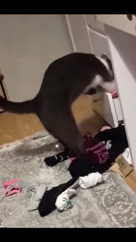 the end #cats #funny #funnyvideos #pet #catsoftiktok #cats #pets #fyp #foryoupage #fypシ