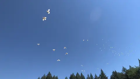 My White Birds flying around the farm in West Hills / Forest Park #Portland #Oregon #Dove #Doves #HomingDove #Event #Artist #Entertainment #Nature #enviromentallyfriendly