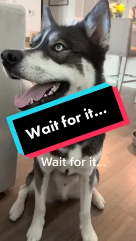 I thought he was gonna start talking back again but NOPE! #fyp #huskiesoftiktok #dogsoftiktok #huskies