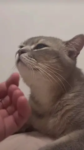 Oscar winner of 2022 🏆 #cat#catsoftiktok #cats #catslovers #猫#猫可愛い #猫のいる暮らし 