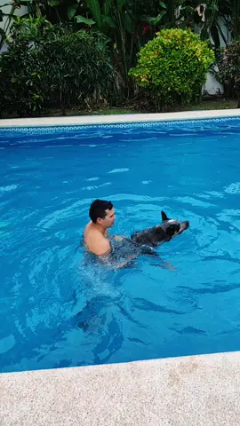 desarrollando fuerza y resistencia  #pastoraustraliano
