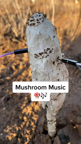 Music of the desert shaggy mane #mushroom 😍 an unreleased version! #mushrooms #fungi #synthtok #musiciansoftiktok #plantsoftiktok