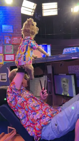 Hacker T.Dog will not shoutout to cats… #cbbc #hackertdog #behindthescenes #shoutout #puppet #puppets #puppetsoftiktok #puppeteer #puppetry #puppetbuilder #puppetmaker #philfletcherpuppets 