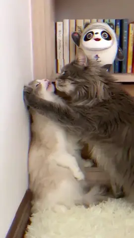 Cat: shameless😱😱😱#cat #omg #hot #pet