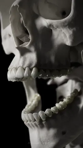 We have made some updates to the skull bones and the teeth. Stay tuned for more dental content in a near future!#dental #anatomy #tmj #jaw #maxilla #mandibula #teeth #anatomystandard #dentistry #dentistrylove