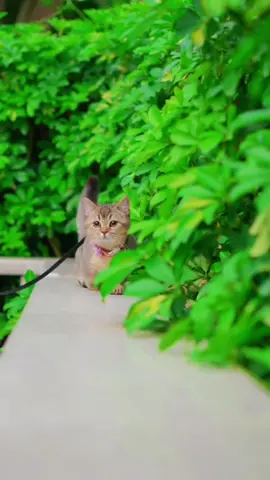 #pet#cat#foryou#fpy