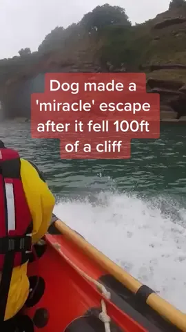Dog made a 'miracle' escape after it fell 100ft of a cliff #news #newsuk #rescue #boatrescue #dogsrescue #dogs 