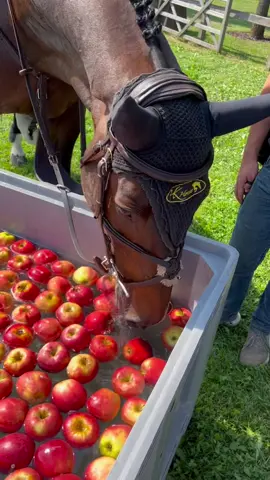 Best way to cool off after a round! 🍎 #horse #horses #equestrian #horsesoftiktok #equestriansoftiktok #showjumping #horseshow #horsejump #horsevideos #horseriders #horseboys #horsegirls #horsehacks #equestrianhacks #horseriding #horsesport #horselove #horselife #equestrianlife #equestriantutorial #horsetutorial #showlife