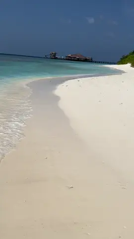 Under the sea💙#shark #sea #paradise #holiday #maledives #beach  #Summer #sonevafushi