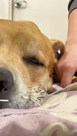 This poor baby tried to make friends with a porcupine. Here is a time-lapse of us taking them out. This patient is sedated for comfort and pain management 💓🐾 #vettech #veterinarian #novascotia #halifax #localbusiness #veterinarymedicine #porcupine #dog
