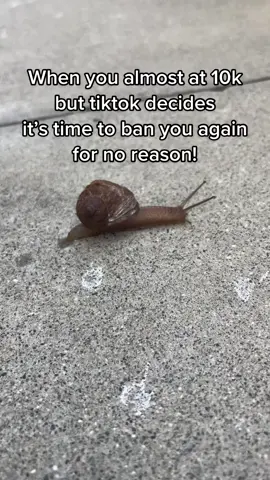 Out here in cali on vacation looks like tiktok unbanned me. Follow me if your interesting enough i will follow you back! Lets go!! Almost at 10k #snailtok #fyp #roadto10k 