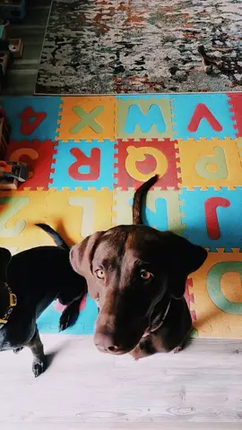 WOOF WOOF #barksateverything #blayze #BLAYZERS #labsoftiktok #chocolatelabsoftiktok #gaurddog #lickyoutodeathactually 