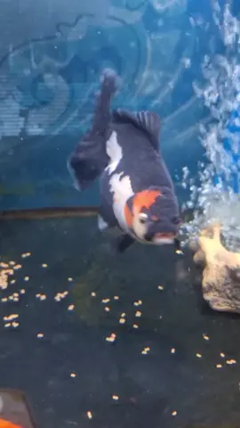 #goldfish #godzillasinkingpellets #nkgoldfish #orandagoldfish