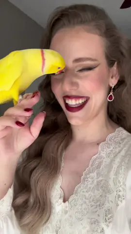 In case u were wOnDeRiNg,, DIS iz wat da REUNION between me && my mommy @LAUREN loOked like after she wuz gone 4 liiiike SeVeN WhoLe HOURZ 2 do a PhOToShOoT 😩😍😘 ((((ALsO,, YES I sure DID kiss myself when I saw how GOOD I looked wit lipstik on thank u very MUCH 💄)))) #CeleBIRDY #PamperedParrot #bird #birdtok #parrot #parrottok #Love #funny #yellow #irn #indianringneck #kiss #cute #WorldPrincessWeek