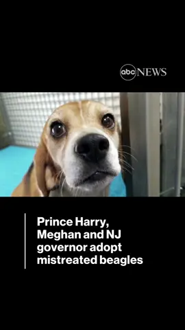 #WhitJohnson has an update on the 4,000 #beagles that were rescued from a breeding and testing facility in Virginia. The Humane Society says the dogs are being adopted across the country—including one taken home by Prince Harry and Meghan. #wnt #worldnewstonight #news