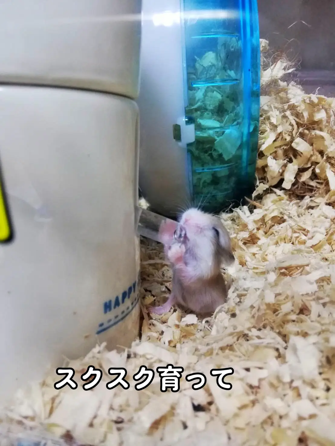 子ハム達の小さい頃の写真　#ハムスターのいる生活 #hamster #ハムスター #ロボロフスキーハムスター