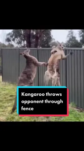 This is a friendly reminder to never pick a fight with a kangaroo. #kangaroo #australiananimals #australia #funny #wow #animal #kangaroofight #boxingkangaroo #boxing #wweaustralia #downunder #Australian #fypage