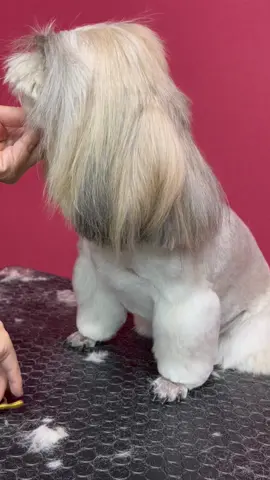 #トリミング #犬 #dog #grooming #groomer #shihtzu #シーズー