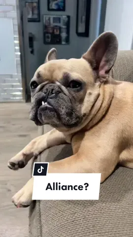 Name a better alliance… #dogsoftiktok #frenchiesoftiktok #theoffice #dogdad #clinger #stage5clinger #velcrodog #dwightschrute #alliance #introvert @somefrenchienamedapollo @somefrenchienamedapollo 