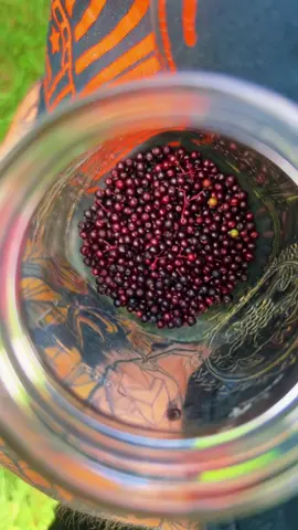#elderberry #bushcraft #primitive #fyp #foryoupage #fup #earthmedicine #Love #beprepared #educationalpurposes #appalachian #earthmedicine #ReTokforNature #forage #forager #oldways #bushcraft #motherearth #tincture #herbs #herbalmedicine #survival #shtf