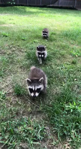 My Baby Raccoons #raccoon #pets #animalsoftiktok #petsoftheday 