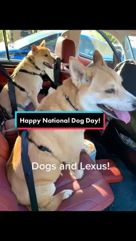 Happy National Dog Day! Meet some of our Longo Lexus Dogs! 😍🐶  #teamlongo #longodogs #longo #longolexus #lexus #nationaldogday #dogsandlexus #dogday #foryou #fyp