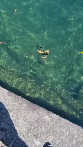 🐟 eats 🍌 #fyp #foryoupage #fishes  #portofino  #banana  #italia Italian  #meer