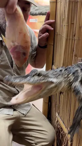 Wow can he eat 😱 One feisty American alligator🐊 #fun #feeding #alligator #fish 