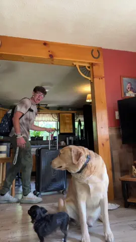 Playlist Here I Come ❤️🥺 #GenshinTeleport #PartyWithVMAs #pets #dogs #PetsOfTikTok