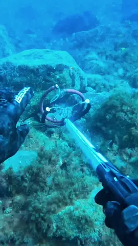 Al Rico Pulpo #pesca #pescasub #pescasubmarina #spearo #spearfishing #yecan #canarias #españa #pulpo #octopus #underwater @Yecan_Spearfishing 
