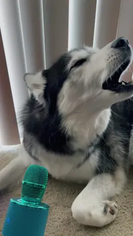 Happy Saturday #viral #fyp #haikuthehusky #husky #dog
