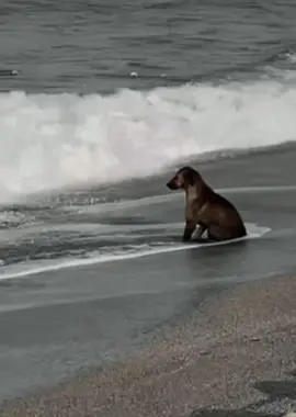 #Sad #Dog #Beach