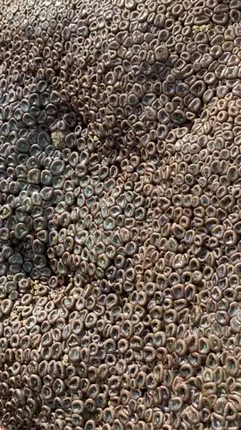 yang skip fix anda #trypophobia 😨 maaf ya yg punya fobia ini 🫠