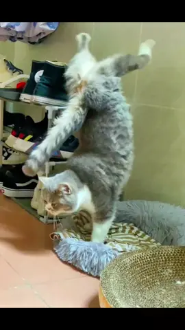 💪👍😼#cute #animals #funny #puppy #cattoks #honey