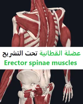 عضلة القطانية تحت التشربح .. Erector spinae muscle  #health #Fitness #workout #captain_maged #anatomy #muscle 