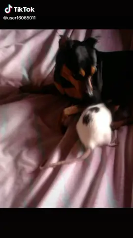 my dogs with my rats 😍