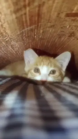 🥰 #cat#catsoftiktok #cats #catslovers #猫#猫可愛い #猫のいる暮らし 