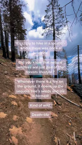 Fires actually bring life too #hikingtips #wildfires #naturalfire #MessFreeHero #GenshinTeleport #PartyWithVMAs #sequoia #sequoianationalpark #sequoiatrees