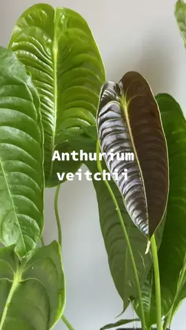 Those abs 🤤 #anthuriumveitchii #anthurium #aroidaddicts #ReTokforNature #rareplants #plantsoftiktok #planttiktok #PlantLover #PlantTok #plantstuff #indoorplants #houseplants #houseplantsoftiktok #houseplantlover #plantsmakepeoplehappy #fyp #foryou #foryoupage #fypシ #foryourpage #fypシ゚viral 