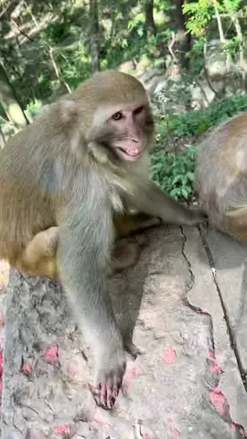 monkey laughing. #viral #trend #trending #foryoupage #soundeffects #tiktok 