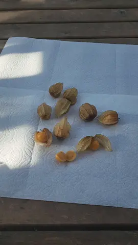 Saving Peruvian Ground Cherries Seed #pmwwonders 