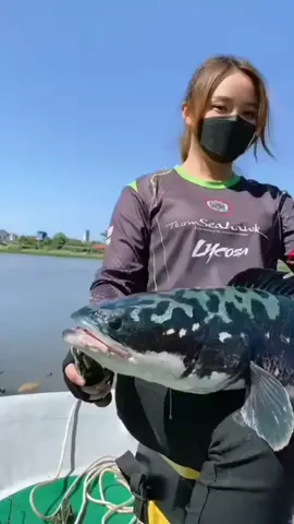 Monster Toman #mancing #mancingmania #casting #Toman #bigsnakehead #snakehead