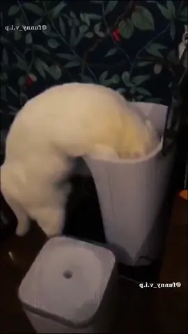 #funnyanimals 