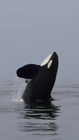 @oceanicexpeditions We spent some quality time with a pod of Orca’s during our all day trip yesterday. It’s interesting to watch all the various behaviors these animals can show throughout the day. They fed on several sea lions and this big male Killer Whale breached several times. #whalewatching #killerwhale #orca #whale #tail #breach #jump #fly #low #high #news #media #lunges #wildlife #montereycalifornia #coast #cali #sunrise #black #white #viraltiktok #viralvideo 