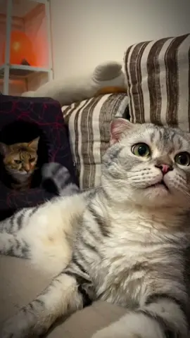 Funny cat 🤣🤣#CapCut  #cat #fyp #catsoftiktok  #catlover  #cats #funny #laugh #kitty #kitten #fypシ