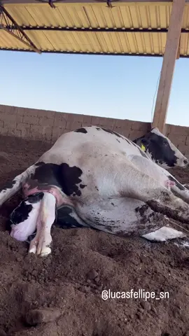 Mais um vídeo de parto pq é bom demais!!!🐄🐄 #fazenda #cow #farm #agropecuaria #pecuaria #dairyfarm #vacas #vacasdeleite #veterinary #partos #bezerros #compost #fazendaleiteira #milk #fy #fyp 