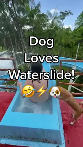 Sliding into the week fueled by caffeine and hope like... 🐶⚡️🤣 #Dogs #Puppies #AmusementParks #WaterParks #FunniestDogs #FunnyAnimals #FunnyDogs