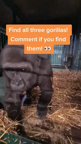 Find all three #gorillas #whereswally #findthegorillas #animal #fyp #f #fypage #foryoupage #foryourpage #fypシ #viral #trend #wow #fy #foryou #omg #lol