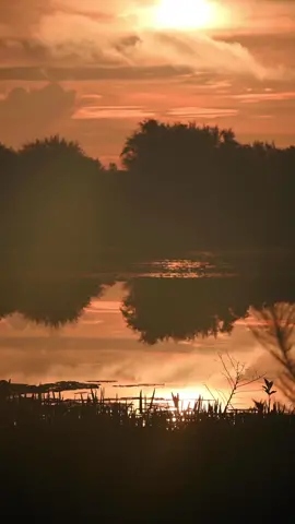 Pond Sunrise #freevideos #background #freestockvideos #stockvideos #copyrightfree #backgroundvideo  #livebackground #sunrise 